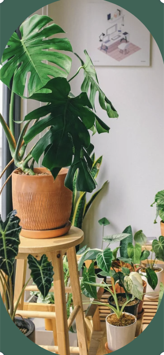 A large potted plant on a stool with additional potted plants on the ground behind it.