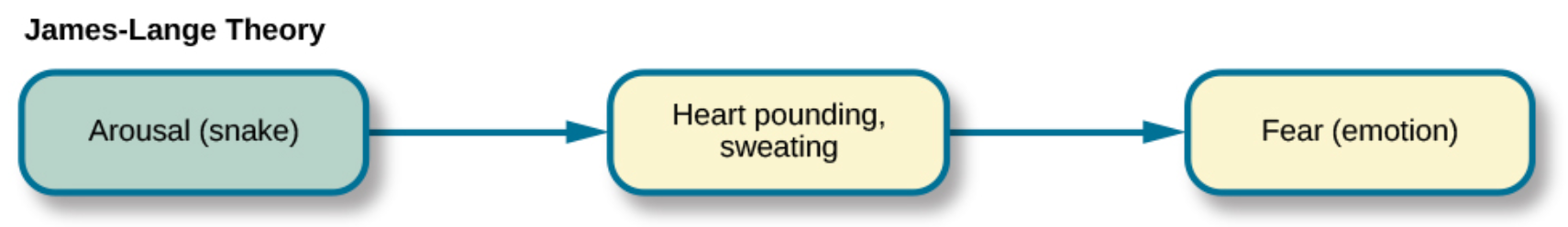 - James lange theory of emotion flowchart showing that arousal (like from a snake) leads to the heart pounding and sweating, which leads to the emotion of fear.
