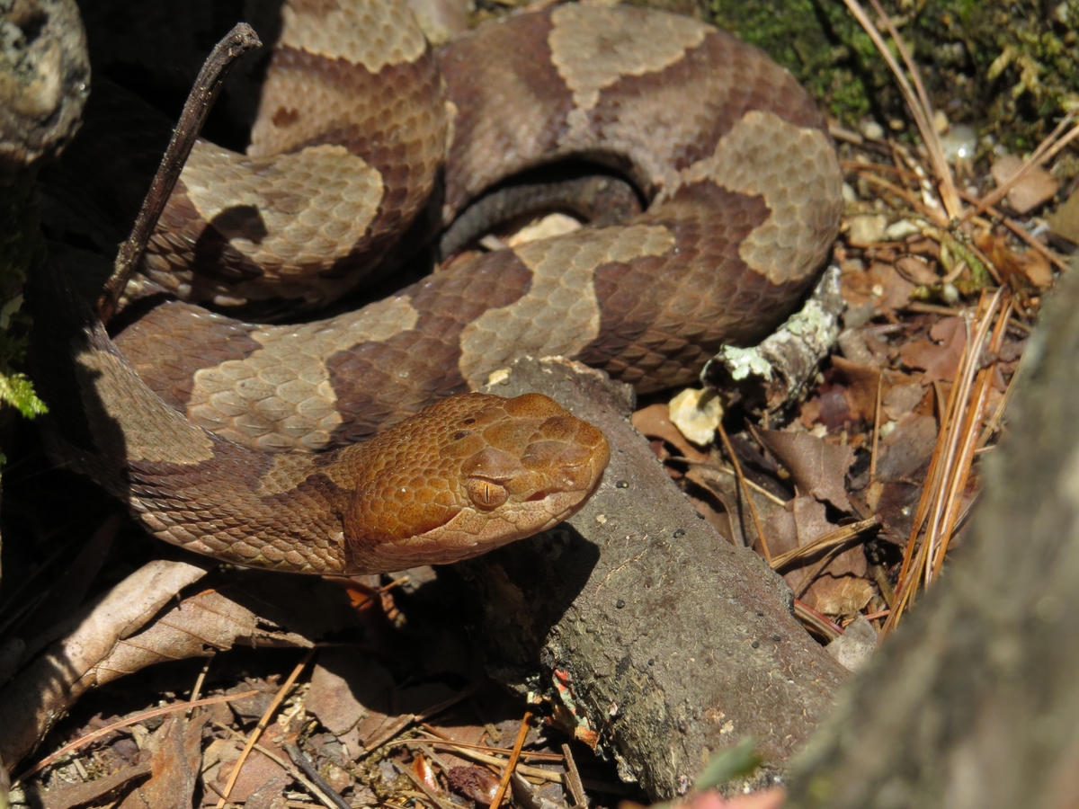 Northern copperhead snake