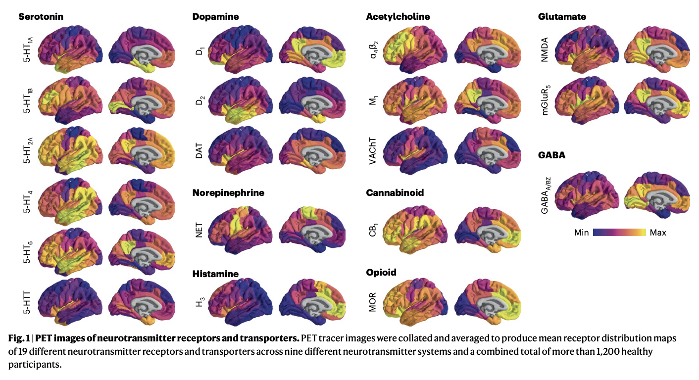 PET scans wshowing images of neurotransmitter receptors and transporters. The brain images show various areas of the brain highlighted with different colors showing higher concentrations of receptor activity.
