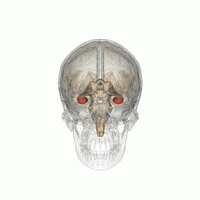  Rotating gif of showing a brain inside of a skull with the two semi-circular hippocampi highlighted in red.
