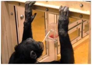 A monkey drinks through a straw