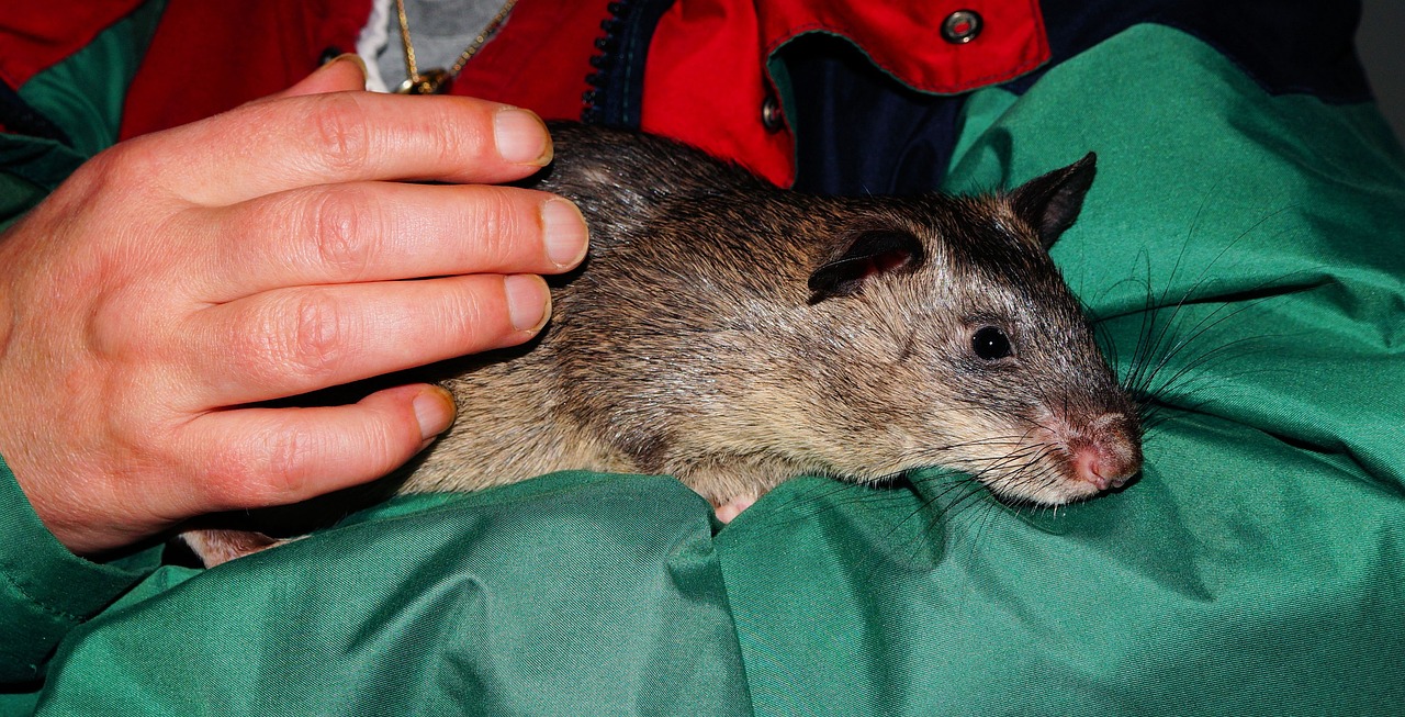 African Rat in a person's arms.