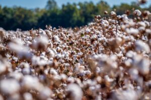 field of cotton plants