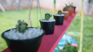 row of potted cacti on a shelf