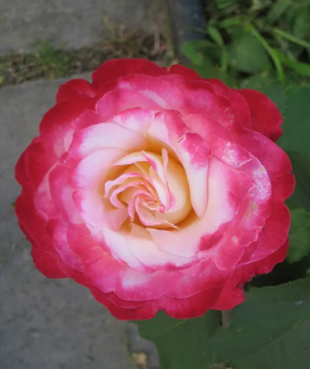 Rose petals appear in a Fibonacci spiral.