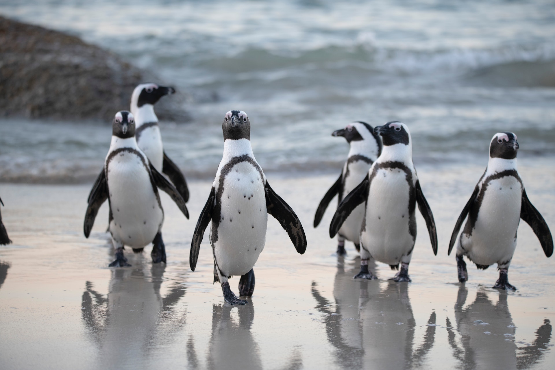 Black and white penguins in a group walking across sand away from waves of water.