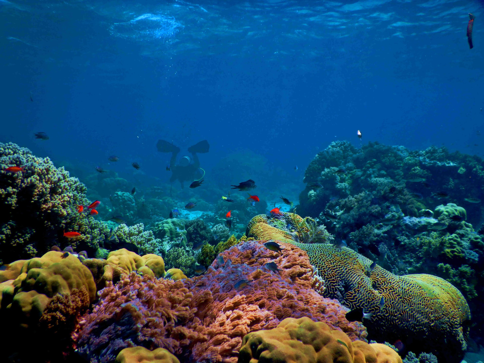 Underwater image of a diver swimming above a coral reef