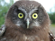Boreal owl