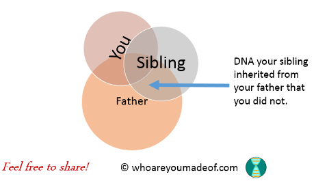A Venn Diagram of DNA inherited from a father showing the DNA shared between you, a sibling, and a father.