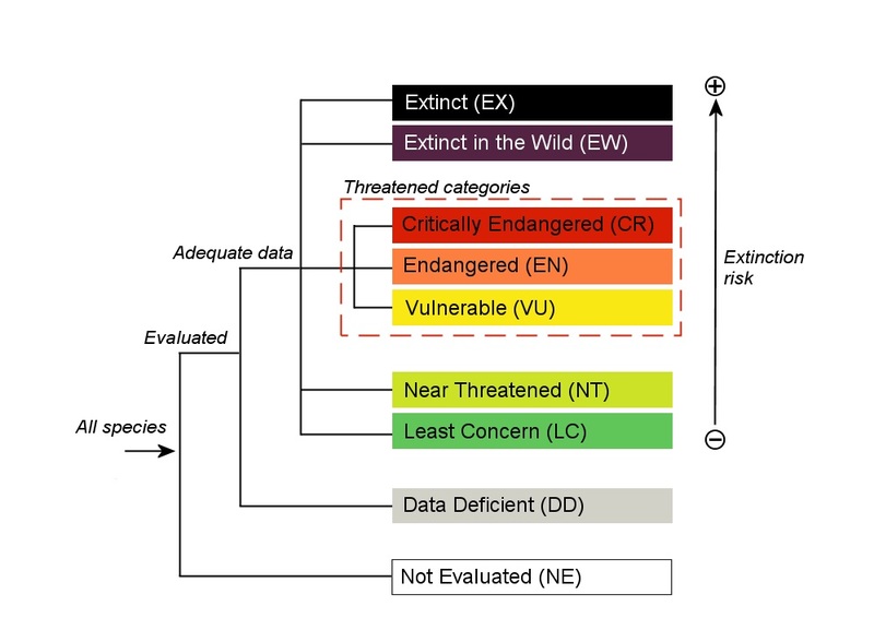 A flow chart on categories of animals based on extinction risks. From top to bottom (most extinction risk to least extinction risk), the categories are extinct (EX), extinct in the wild (EW), critically endangered (CR), endangered (EN), vulnerable (VU), near threatened (NT), least concern (LC), data deficient (DD), and not evaluated. The threatened categories marked with a red dashed box is CR, EN, and VU. There is adequate data in categories from EX to LC.