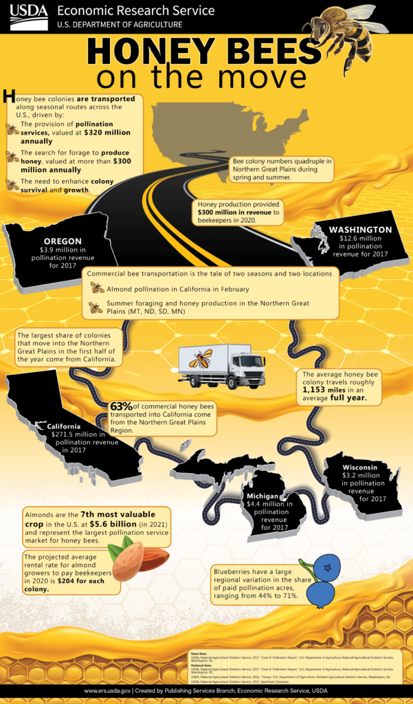This infographic, titled "HONEY BEES on the move," is presented by the USDA Economic Research Service. It highlights the importance and economic value of honey bee pollination services in the United States. It explains that honey bee colonies are transported across the U.S. for pollination services valued at $320 million annually, honey production over $300 million annually, and to enhance colony survival and growth. Bee colony numbers quadruple in Northern Great Plains during spring and summer. In 2020, honey production provided $300 million in revenue to beekeepers. State-specific revenues include Oregon at $3.9 million, Washington at $12.6 million, California at $271.5 million, Wisconsin at $3.2 million, and Michigan at $4.4 million in pollination revenue for 2017. Commercial bee transportation occurs in two seasons and locations: almond pollination in California in February and summer foraging in Northern Great Plains. The largest share of colonies that move to the Northern Great Plains come from California, with 63% of commercial honey bees transported into California coming from the Northern Great Plains. The average honey bee colony travels roughly 1,153 miles in an average full year. Almonds are the 7th most valuable crop in the U.S. at $5.6 billion in 2021 and are the largest pollination service market for honey bees. The projected average rental rate for almond growers to pay beekeepers in 2020 is $204 for each colony. Blueberries have a large regional variation in the share of paid pollination acres, ranging from 44% to 71%. Infographic includes illustrations of a honey bee, U.S. map with migration paths, trucks, almond, and blueberries, against a yellow and black background.
