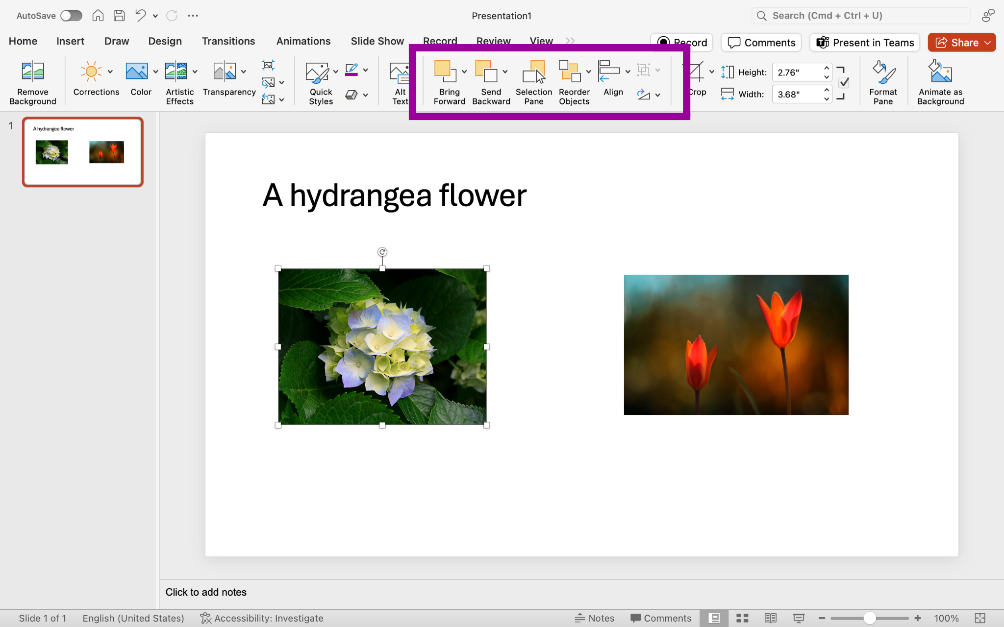 A Microsoft Powerpoint is open with a video on the first and only slide there is also an image of a flower to the left of the video. There is a magenta box highlighting different formatting options.