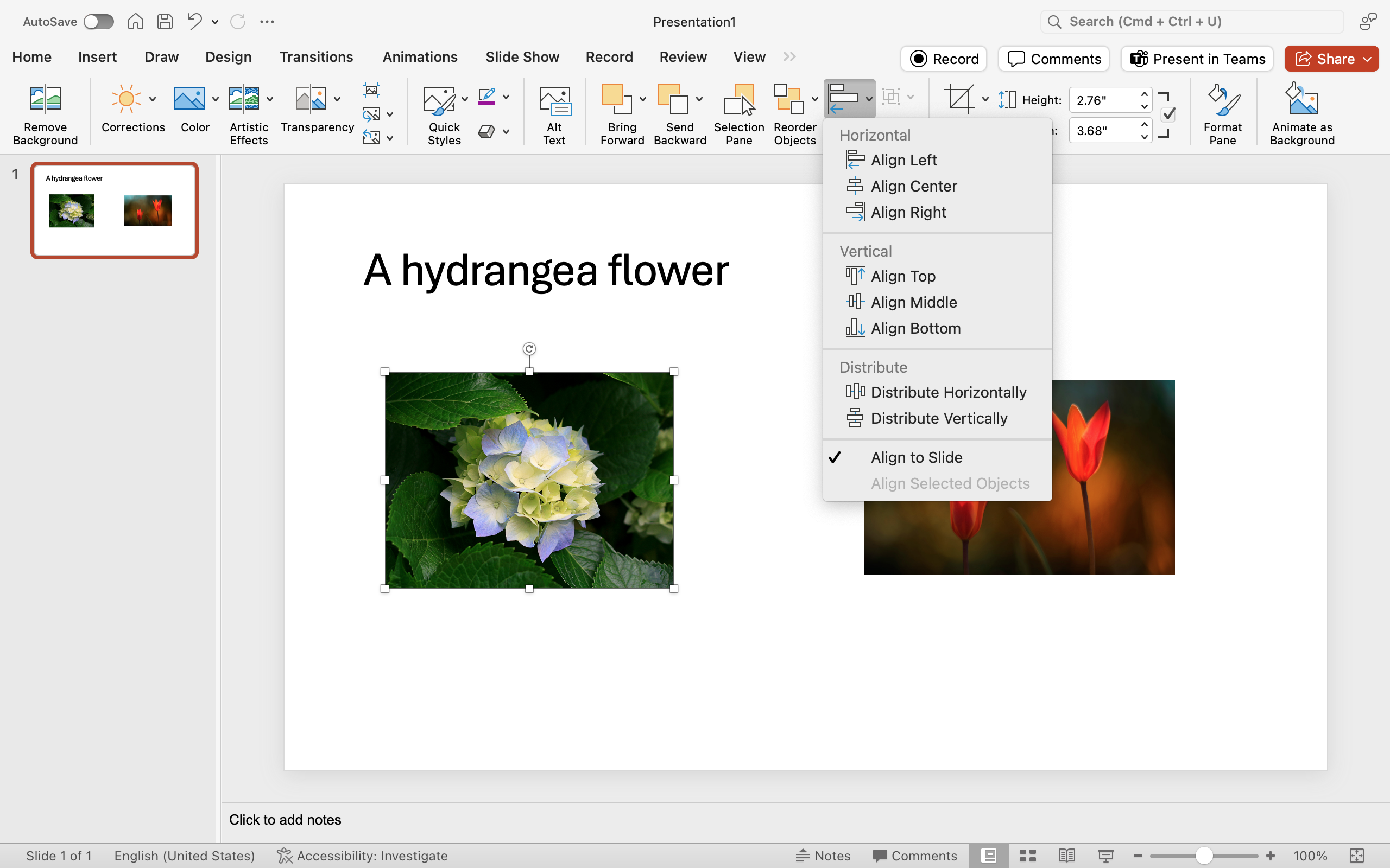 A Microsoft Powerpoint is open with a video on the first and only slide there is also an image of a flower to the left of the video. A dropdown menu from the arrange feature has opened. In the arrange dropdown menu, a new dropdown menu has appeared from the align feature.