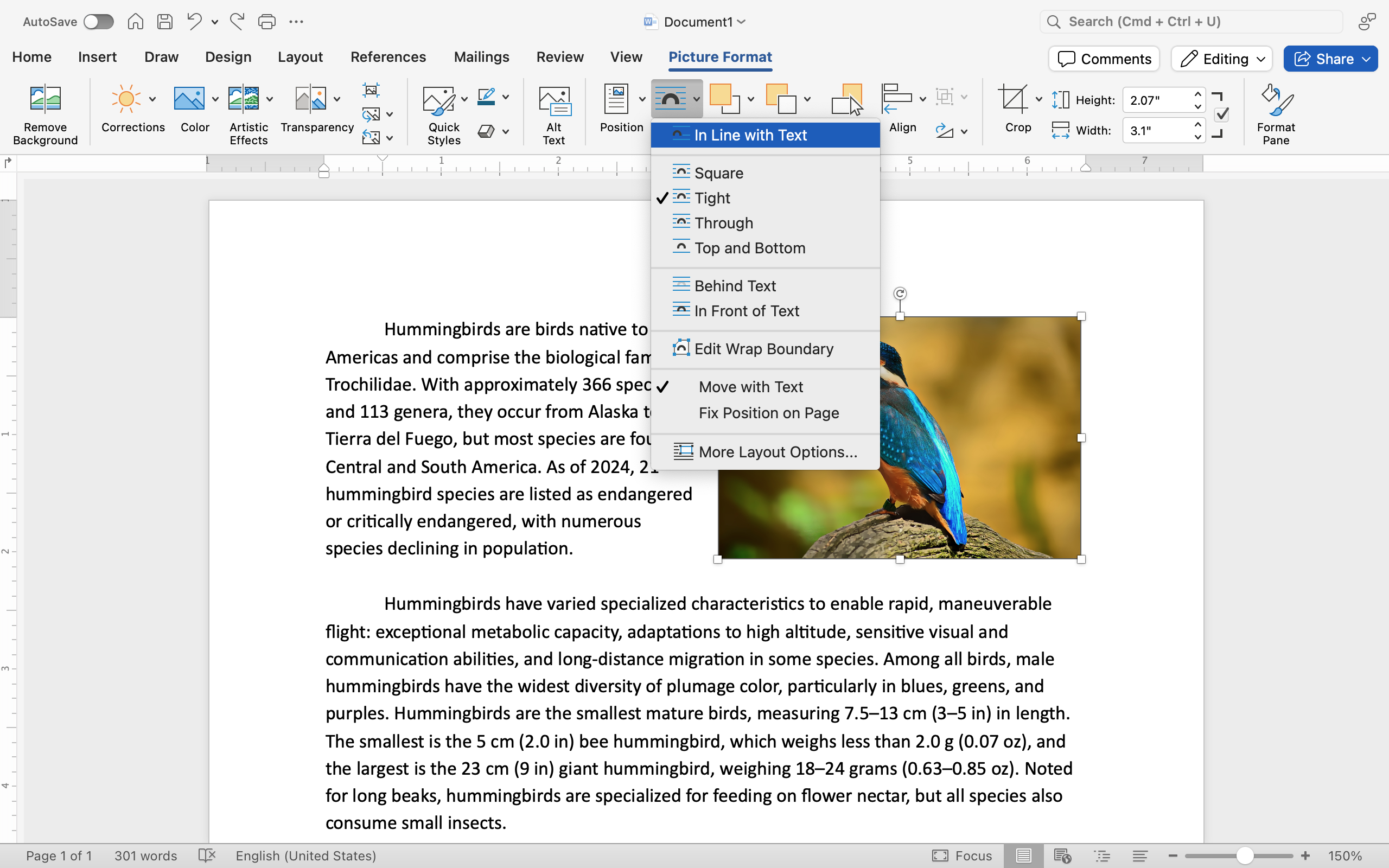 A Microsoft Word document is open with text on it. On the document an image of a colorful kingfisher is visible. Under the format tab on the ribbon menu the option to wrap text has been selected which has as a result opened up a new dropdown menu allowing different ways to wrap text around an image.