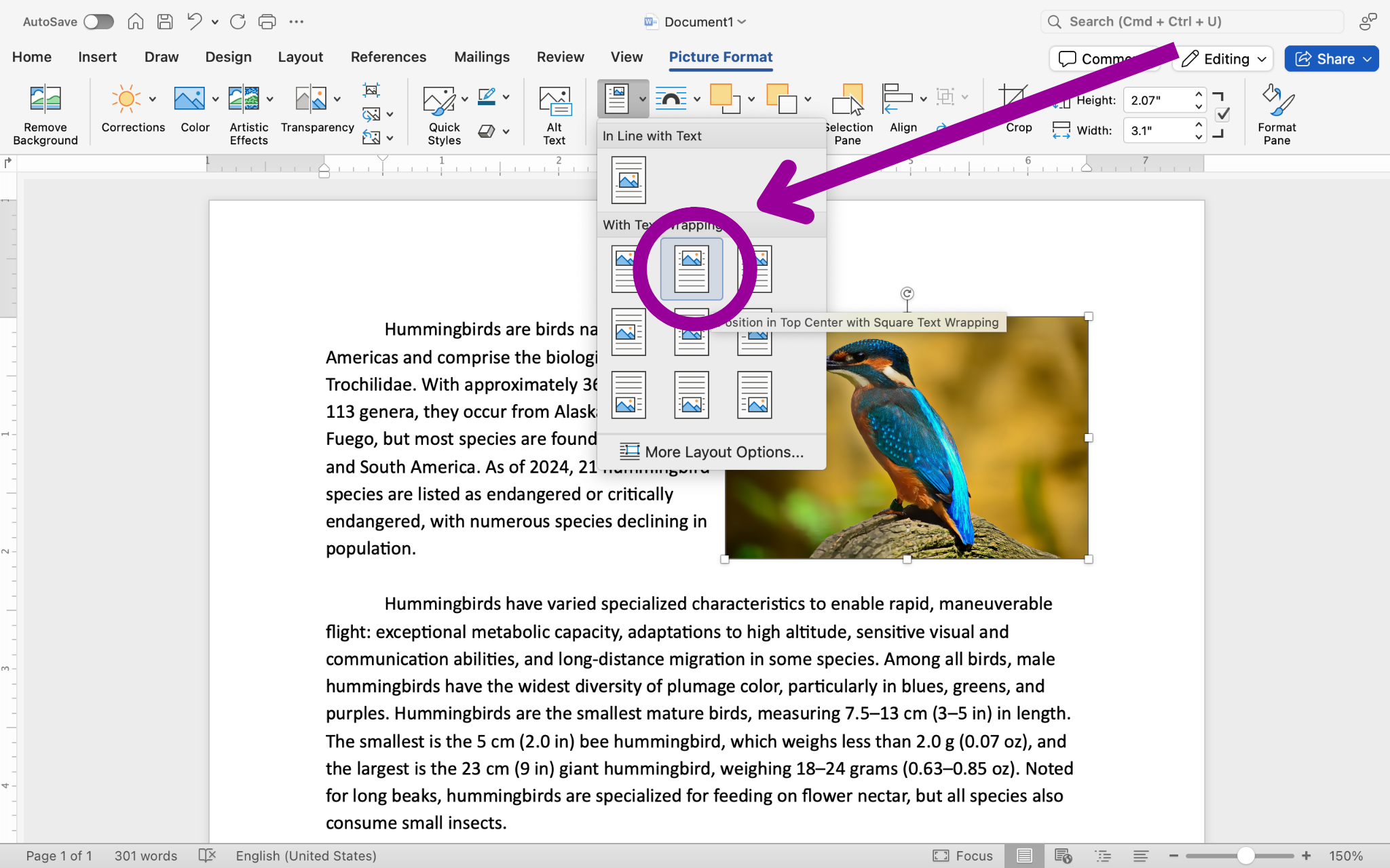 A Microsoft Word document is open with text on it. On the document an image of a colorful kingfisher is visible. Under the format tab on the ribbon menu the option to position the image has been selected resulting in a new dropdown menu. A magenta arrow is pointing at a magenta circle which is highlighting which text wrap option has been selected.